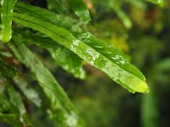 Notogrammitis billardierei