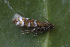 Phyllonorycter insignitella