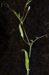 Vicia minutiflora