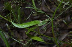 Vicia minutiflora
