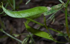 Vicia minutiflora