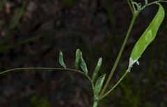 Vicia minutiflora