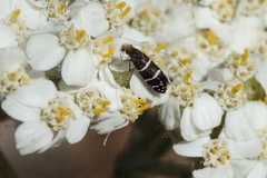 Adela septentrionella