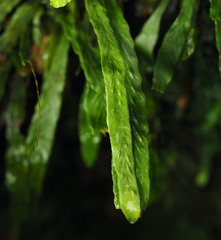 Notogrammitis billardierei