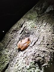 Pseudophilautus amboli