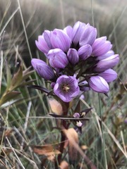 Gentianella foliosa