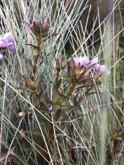 Gentianella foliosa