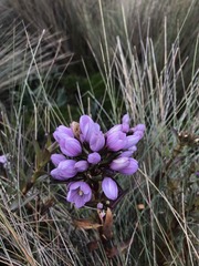 Gentianella foliosa