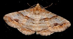 Gastrinodes bitaeniaria