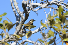 Gavicalis fasciogularis