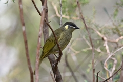 Lewin's Honeyeater photo 4