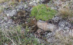 Ptychostomum compactum