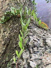 Pyrrosia adnascens