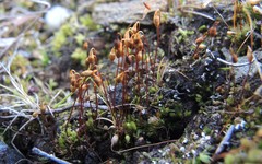 Ptychostomum compactum