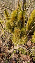 Amblystegium