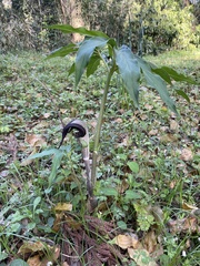 Arisaema thunbergii urashima