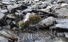 Platyhypnum alpestre