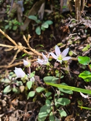 Gentianella tenuifolia