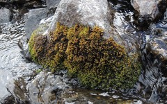 Platyhypnum alpestre