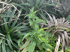 Rumex japonicus