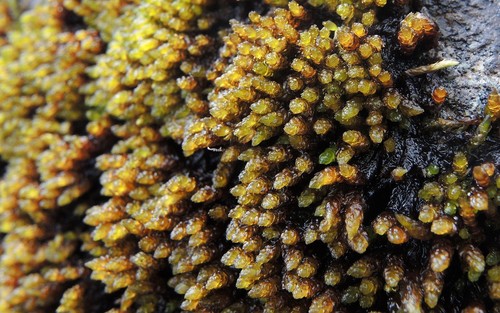 Platyhypnum alpestre