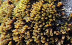 Platyhypnum alpestre