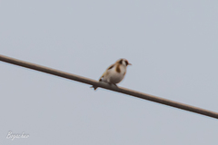 Carduelis carduelis