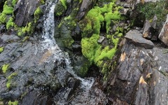 Hygrohypnum styriacum