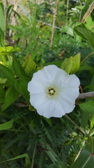 Calystegia silvatica fraterniflora