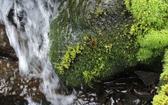 Hygrohypnum styriacum