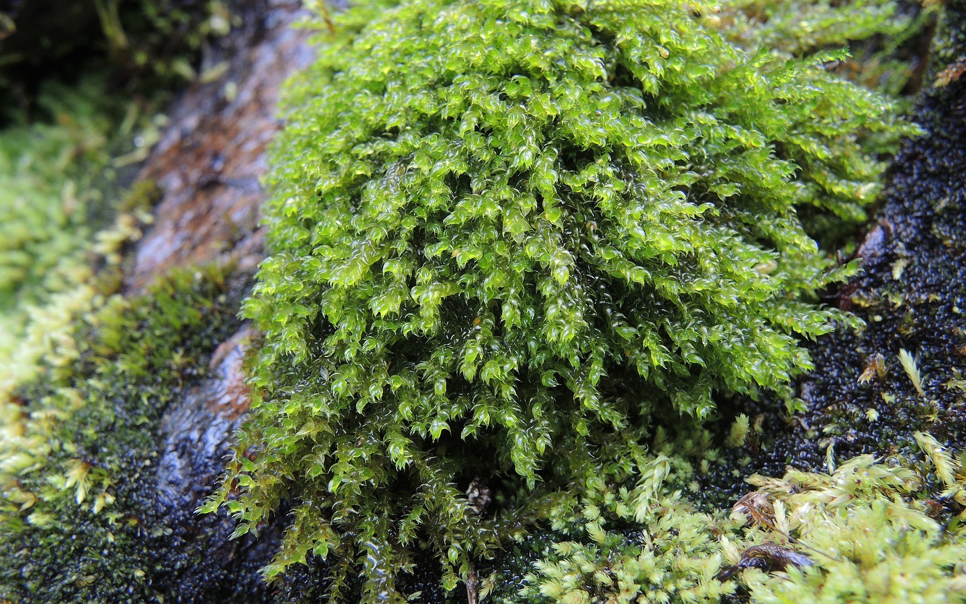 Hygrohypnum styriacum