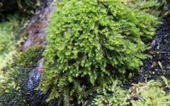 Hygrohypnum styriacum