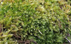 Hygrohypnum styriacum