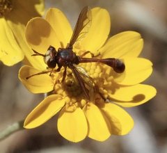 Physocephala burgessi