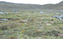 Sphagnum teres