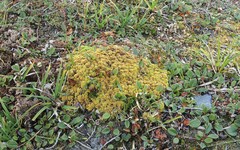 Sphagnum teres