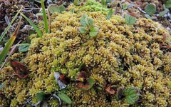Sphagnum teres