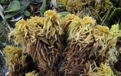 Sphagnum teres