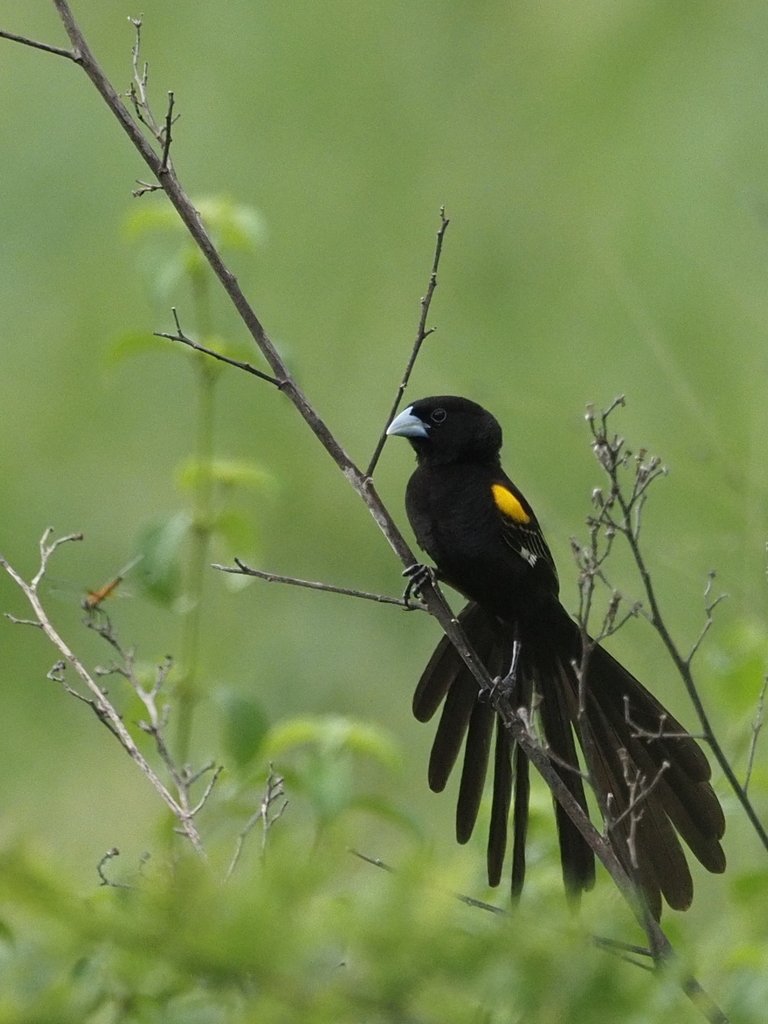 Marsh Widowbird