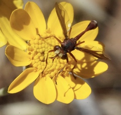 Physocephala burgessi