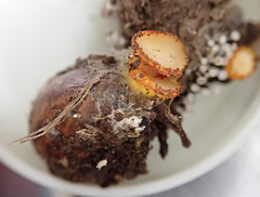 Arachnopeziza aurelia