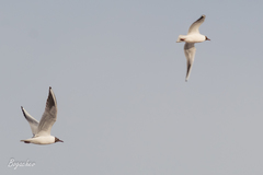 Chroicocephalus ridibundus