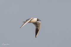 Chroicocephalus ridibundus