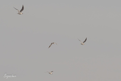 Chroicocephalus ridibundus