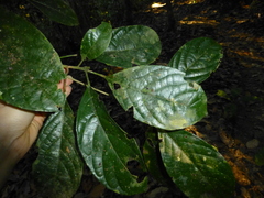 Baccaurea tetrandra