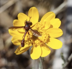 Physocephala burgessi