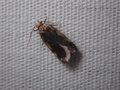 Hoplostega ochroma
