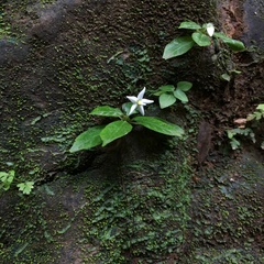 Argostemma solaniflorum