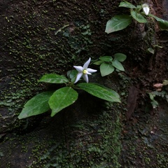 Argostemma solaniflorum