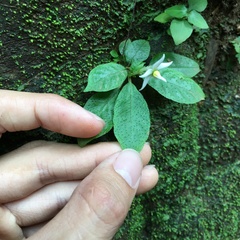 Argostemma solaniflorum